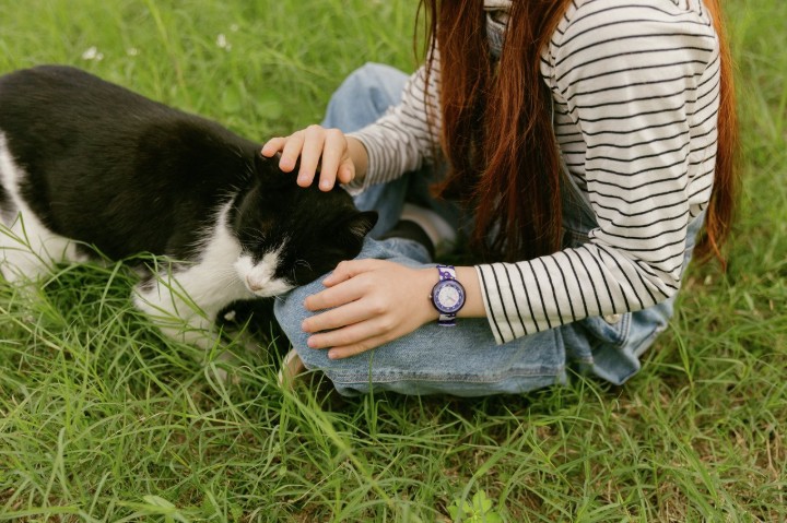 Bild von Flik Flak Fancy Cat