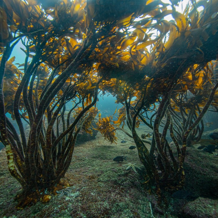 Bild von Oris Aquis Date Kelp Forest