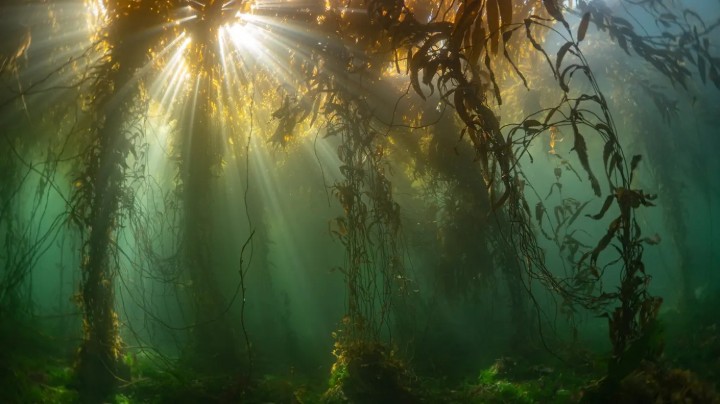 Bild von Oris Aquis Date Kelp Forest